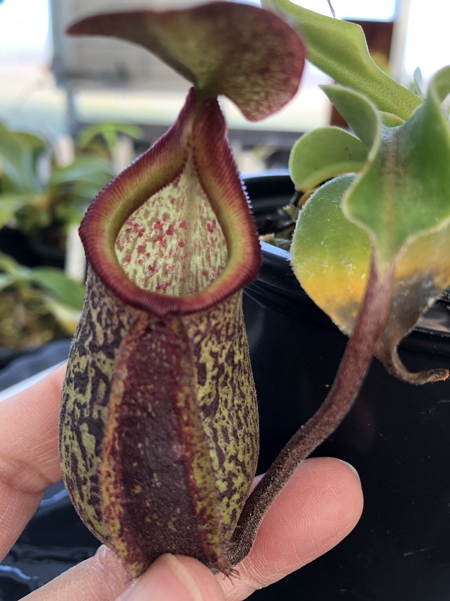 IMG_7254-r-Sing-x-rob 2019 Black Friday Nepenthes Specials