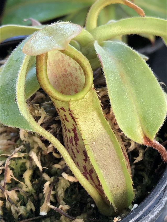 IMG_7258-R-Spath-x-platy-1 2019 Black Friday Nepenthes Specials