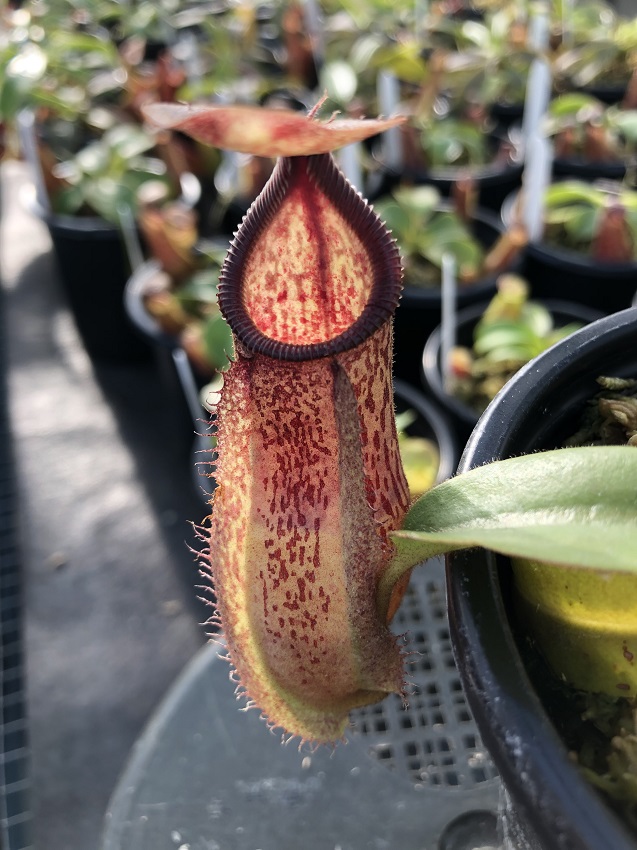 IMG_7264-R-Hamata-x-v 2019 Black Friday Nepenthes Specials