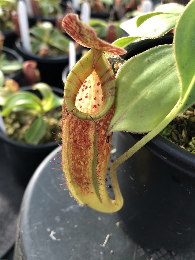 IMG_7266-R-tal-x-gland 2019 Black Friday Nepenthes Specials