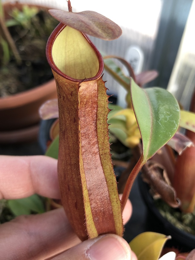 IMG_7268-r-Ram-x-rei 2019 Black Friday Nepenthes Specials