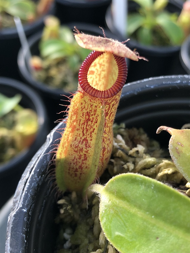 IMG_7270-R-Gland 2019 Black Friday Nepenthes Specials