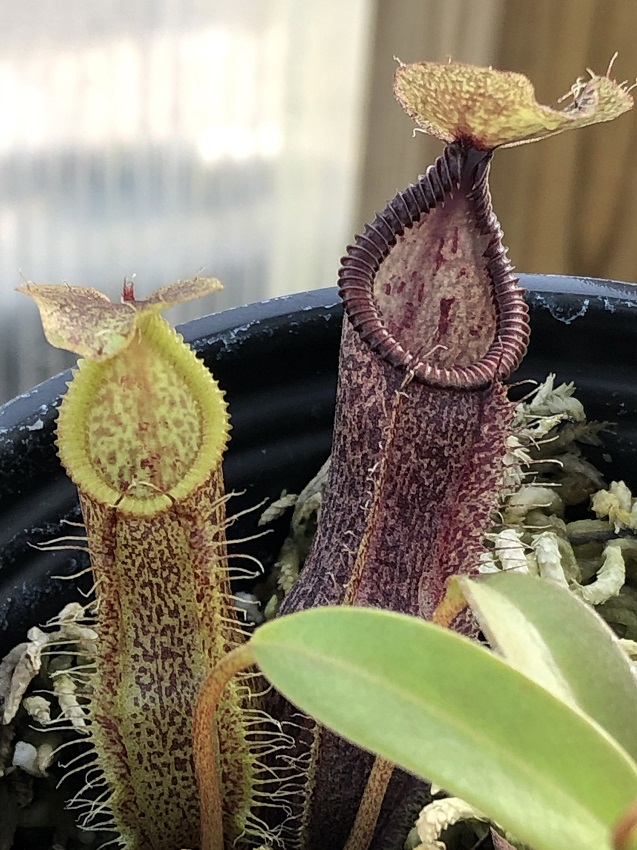 IMG_7274-R-Sing-x-ham 2019 Black Friday Nepenthes Specials