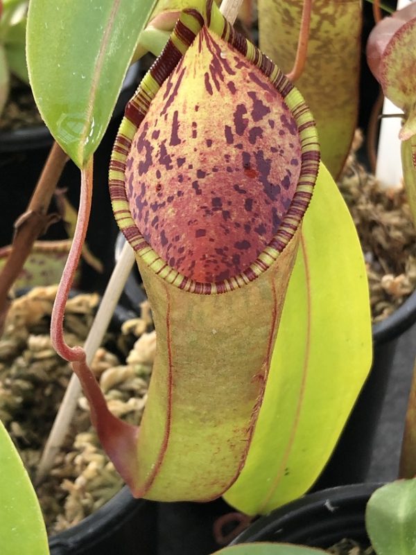 IMG_7278-R-Lowii-x-Tent-600x801 Nepenthes lowii x tentaculata BE3970