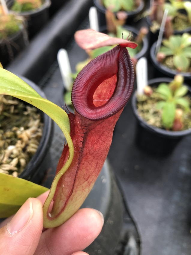 IMG_7280-R-Amp 2019 Black Friday Nepenthes Specials