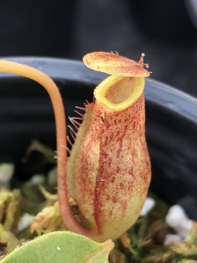 IMG_7598-R-Dec-19-1 December 2019 Nepenthes Update
