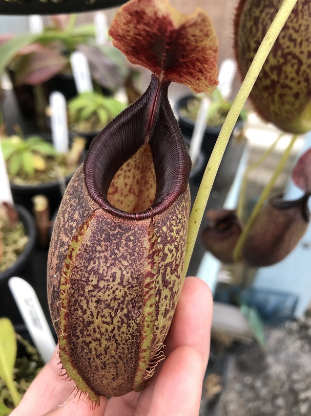IMG_7637-R-Lower-1 December 2019 Nepenthes Update