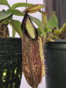 IMG_7641-R-2-225x300 Hairy Nepenthes
