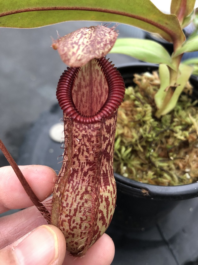 IMG_7656-R-Dec-19-1 December 2019 Nepenthes Update