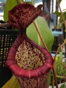 IMG_7811-R-225x300 Nepenthes November 2018