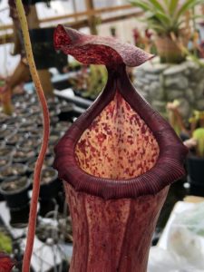 IMG_7812-R-225x300 Nepenthes November 2018
