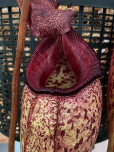 IMG_7815-r-225x300 Nepenthes November 2018