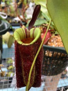 IMG_7821-r-225x300 Nepenthes November 2018
