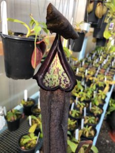 IMG_7828-R-225x300 Nepenthes November 2018