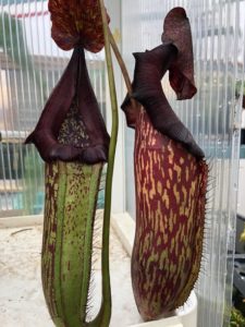 IMG_8970-R-225x300 Show Nepenthes in December 2018