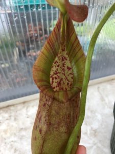 IMG_8972-r-225x300 Show Nepenthes in December 2018