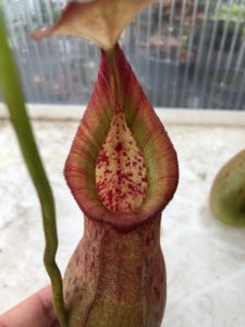 IMG_8973-R-225x300 Show Nepenthes in December 2018