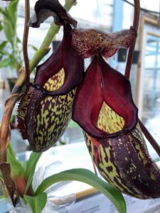 IMG_8975-R-225x300 Show Nepenthes in December 2018