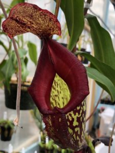 IMG_8978-R-225x300 Show Nepenthes in December 2018