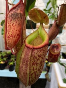 IMG_8980-r-225x300 Show Nepenthes in December 2018