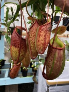 IMG_8982-r-2-225x300 The Year of the Nepenthes