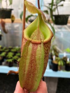 IMG_8983-r-225x300 Show Nepenthes in December 2018