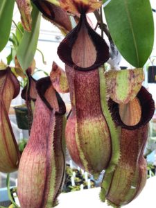 IMG_8985-r-225x300 Show Nepenthes in December 2018