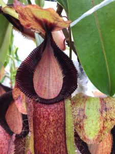 IMG_8986-R-225x300 Show Nepenthes in December 2018