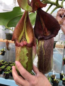 IMG_8997-R-225x300 Show Nepenthes in December 2018