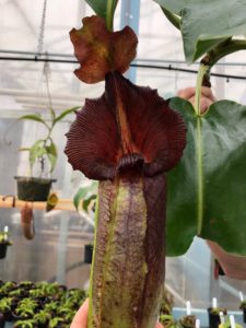 IMG_9001-R-225x300 Show Nepenthes in December 2018