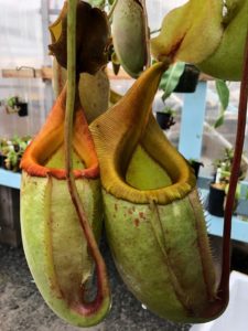 IMG_9016-r-225x300 Show Nepenthes in December 2018