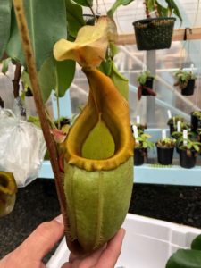 IMG_9018-r-225x300 Show Nepenthes in December 2018