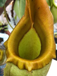 IMG_9019-r-225x300 Show Nepenthes in December 2018