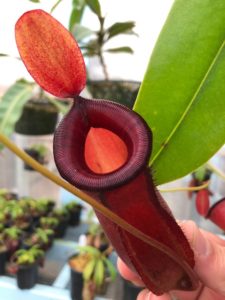 IMG_9041-R-225x300 Show Nepenthes in December 2018