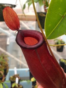IMG_9042-e1545276965796-225x300 Show Nepenthes in December 2018
