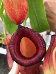 IMG_9044-R-225x300 Show Nepenthes in December 2018