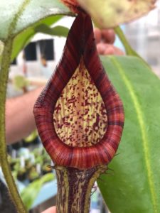 IMG_9046-r-2-225x300 Show Nepenthes in December 2018