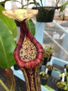 IMG_9048-r-225x300 Show Nepenthes in December 2018