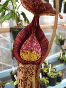 IMG_9050-R-2-225x300 Show Nepenthes in December 2018