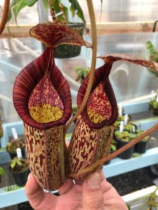 IMG_9051-R-225x300 Show Nepenthes in December 2018