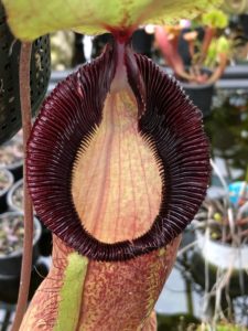 IMG_9114-R-225x300 Show Nepenthes in December 2018