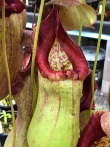 IMG_9125-R-225x300 Show Nepenthes in December 2018