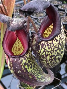 IMG_9128-R-225x300 Show Nepenthes in December 2018