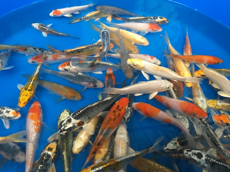 IMG_9733-R 2017 Koi and Pond Fish have arrived