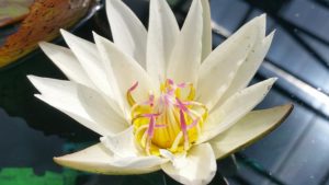 Innocence-Waterlily-300x169 Pond at Rochester Lilac Festival 2016