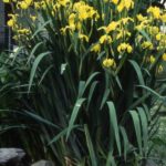 Iris-Yellow-Pseudocoris-150x150 New York State Invasive Species
