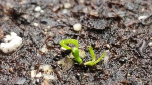 January-1-2016-R-300x168 Venus Fly Trap from Seed