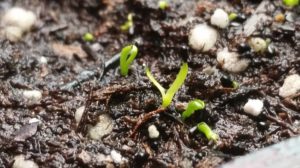 January-10-2016-R-300x168 Venus Fly Trap from Seed
