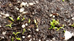 January-20-2016-R-2-300x168 Venus Fly Trap from Seed