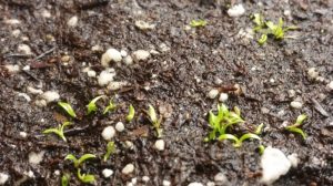 January-20-2016-R-300x168 Venus Fly Trap from Seed